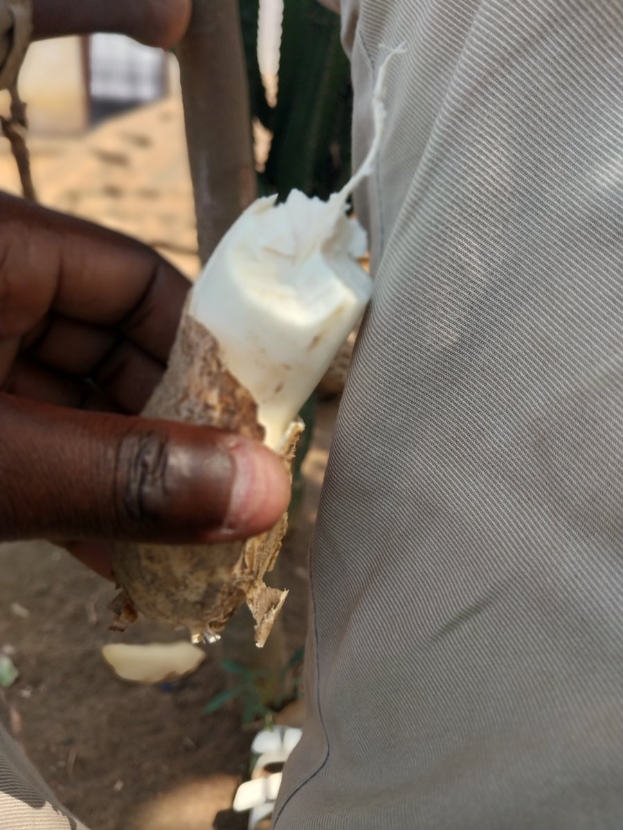 Wanangu Toka Nione Vile Vidonge Asubuhi kwenye Kibegi cha Demu Hata Kijiweni Sijaenda Nina Mawazo Sana Na Izo Coment zenu Nazidi Kupagawa.