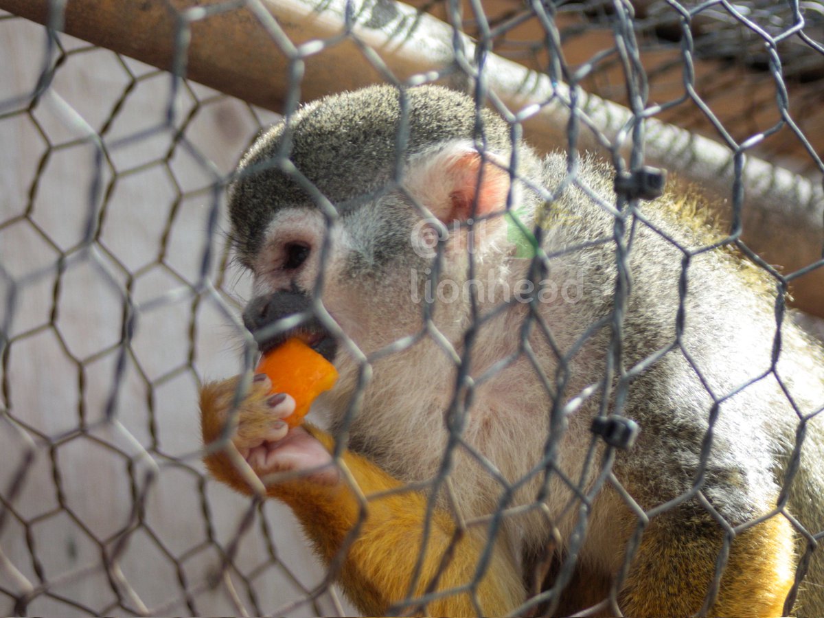 lik_nasua_nasua's tweet photo. めし〜🥕
#トリアスふれあい動物園 #コモンリスザル
#CommonSquirrelMonkey https://t.co/KLCYe3clnv