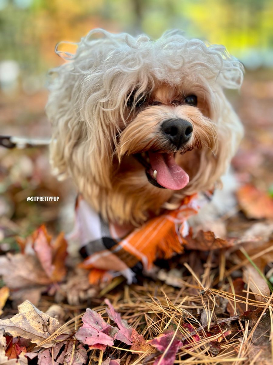 sitprettypup's tweet photo. Happy #tongueouttuesday from smiley Edison! 🧡💛

#dogsofx #doglife #cutedog #totuesday #happydog #wisconsindog https://t.co/9cSswrSRUt