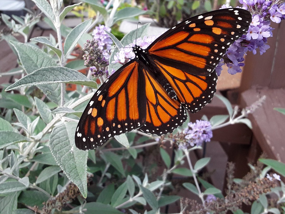 Until Next Time

May you love and be loved.
May butterflies greet you.     
May you sparkle like moissanite!     
May your burdens be few.
May your needs be met.
May joy, kindness, and peace find you. 
See you soon!  #SpoonieChat