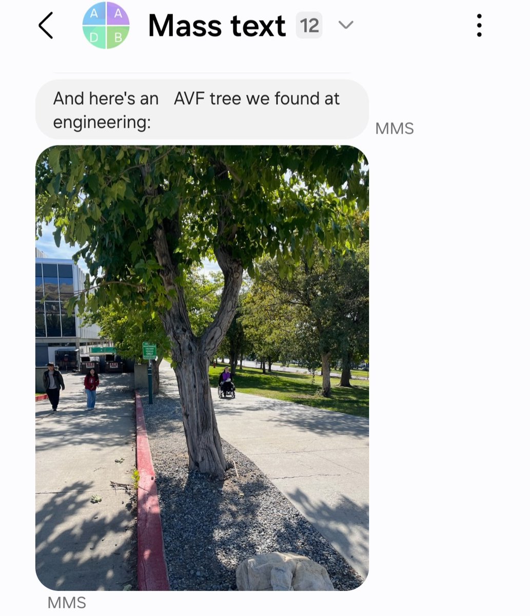 Shiu Lab (@shiulab) on Twitter photo My students found an 'AVF' tree on campus! ๐ You know they work in a hemodialysis vascular access research lab. ๐ ๐ <a href="/UofUNephrology/">University of Utah Nephrology</a> <a href="/vasaltlakecity/">VA Salt Lake City</a> My students found an 'AVF' tree on campus! ๐ You know they work in a hemodialysis vascular access research lab. ๐ ๐ <a href="/UofUNephrology/">University of Utah Nephrology</a> <a href="/vasaltlakecity/">VA Salt Lake City</a>