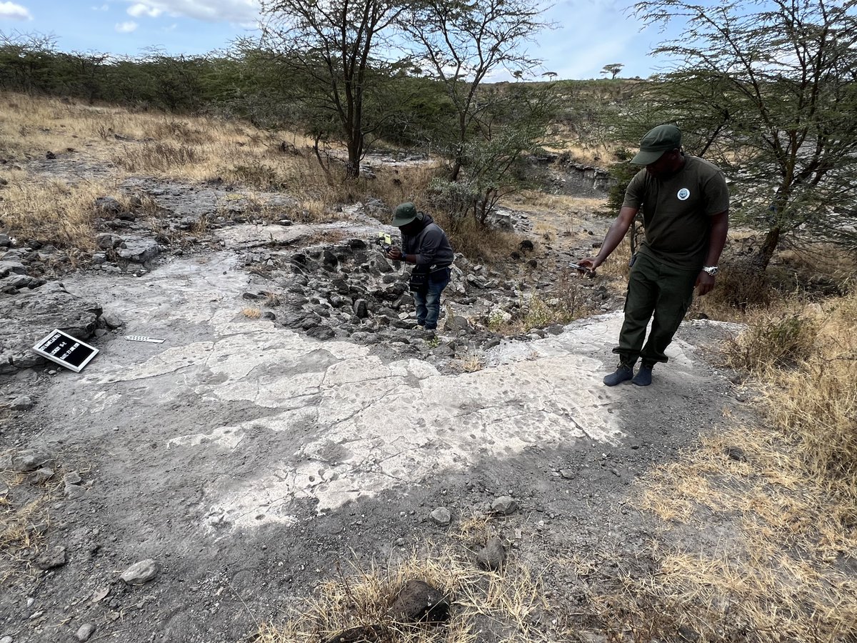 #Laetoli, a site with 3.6 million year #footprints of #animals, #birds and #hominids faces challenges due to heavy rains, storms, etc. Among other things our team does is to digitize the artefacts and part of the landscape.

Listen to Prof Martin from <a href="/UniWales/">University of Wales</a> on why this is