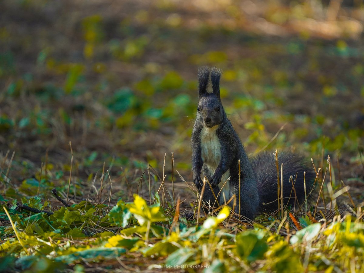 17780507Com's tweet photo. About wild animals in Beijing
In Beijing's Temple of Heaven Park, there lives a group of cute squirrels. These little guys jump among the ancient pine trees. Each squirrel seems to have its own personality, either timid or curious.

#Squirrel #Natural Photography #animals https://t.co/lOwZmun9Fp