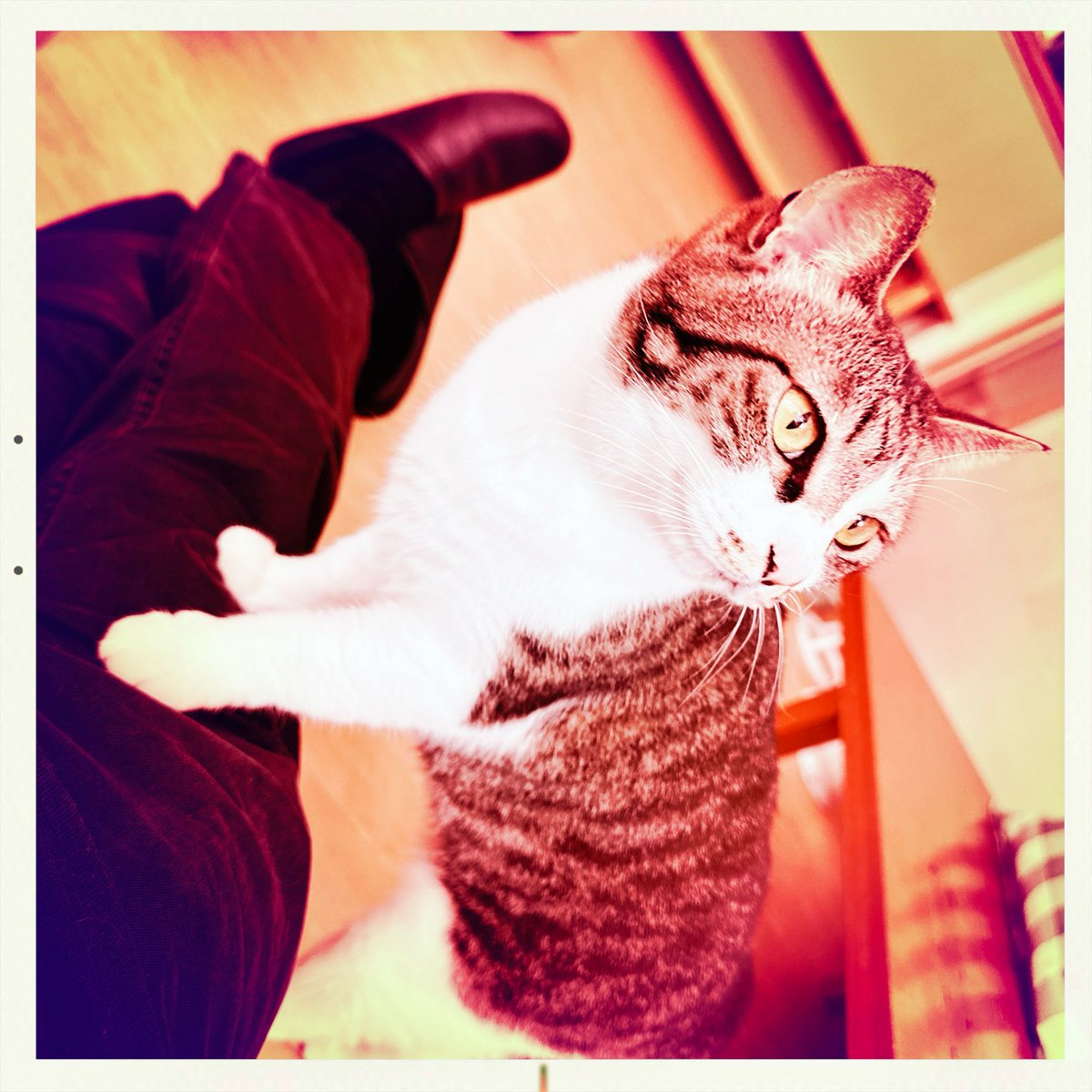 obi_wan_eclipse's tweet photo. #Hipstamatic #LuciferVI #AlfredInfrared #猫式 #猫 #cat #ShotoniPhone #ねこ #保護猫 #猫カフェ https://t.co/EHK1VqcteN
