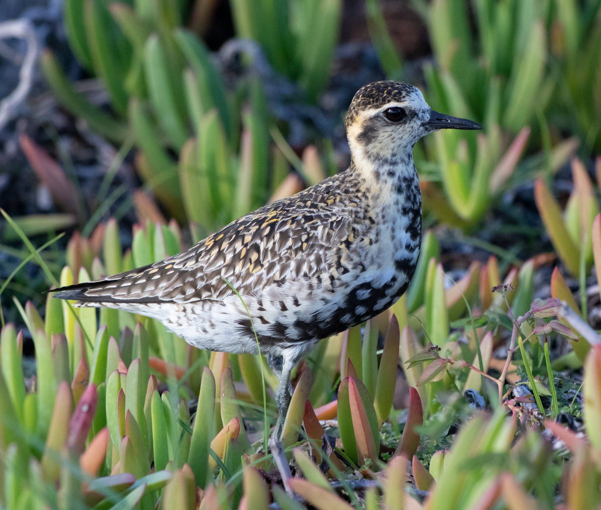 First time for me spotting Pacific golden plovers / kuriri  (Pluvialis fulva) in New Zealand! Spotted a group of 14 at the Robert Finlay Reserve in Thames. Not the best photo, but an amazing sighting for us nonetheless. Bird #56 in 2024.

#BirdsSeenIn2024 #NewZealand #birding