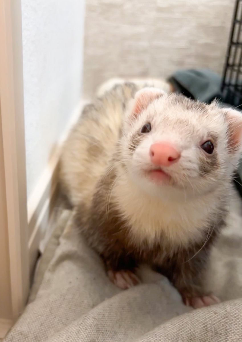 狭いとこ好きすぎもこ嬢

#もこ #フェレット #ferret