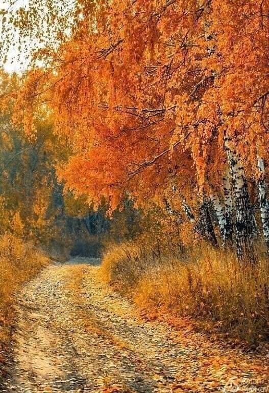 qnys1's tweet image. РАЯ ВИДИНСКА
 
- Трябва да тръгвам! - въздъхна Октомври и хиляди листа изпопадаха от тъга.
- Време е! - прошепна Ноември.
- Моля те, дай ми още един ден...