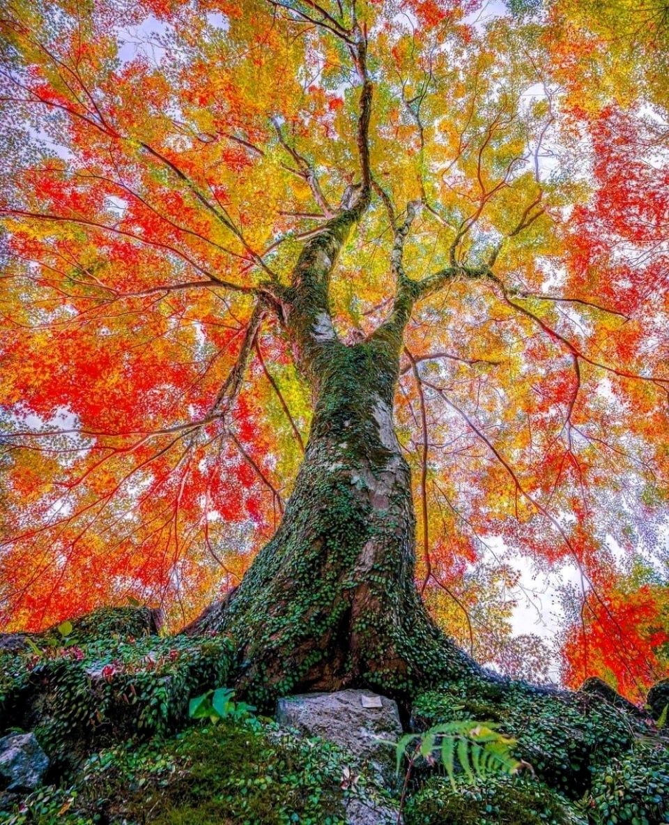 🍁🍁🍁🍁
“Praise and blame, gain and loss, pleasure and sorrow come and go like the wind. To be happy, rest like a giant tree in the midst of them all”
― The Buddha