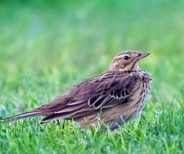 chandanaroy24's tweet photo. A pompous Tree Pipit that preened and puffed out its feathers to pose for the camera.
#BirdsOfUAE #TreePipit #IndiAves #birdwatching #birdphotography #nature #BBCWildlifePOTD #BirdsSeenIn2024 #BirdTwitter https://t.co/22eoXJDSfE