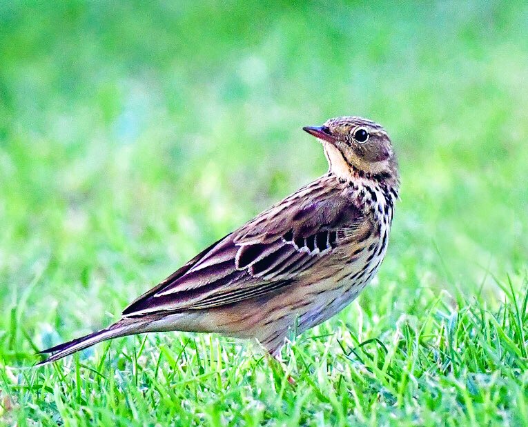 chandanaroy24's tweet photo. A pompous Tree Pipit that preened and puffed out its feathers to pose for the camera.
#BirdsOfUAE #TreePipit #IndiAves #birdwatching #birdphotography #nature #BBCWildlifePOTD #BirdsSeenIn2024 #BirdTwitter https://t.co/22eoXJDSfE
