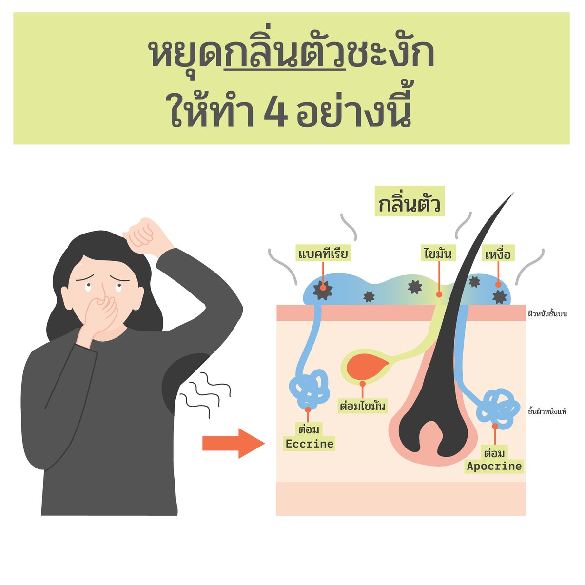 อยากปิดวงจรลดกลิ่นตัว = ไปยับยั้งการเกิดเหงื่อก่อนเลย

จุดเริ่มต้นของกลิ่นตัวส่วนใหญ่มาจากเหงื่อนี่แหละ เล่าก่อนว่า ต่อมเหงื่อของเราแบ่งออกเป็น 2 อันหลักๆ
1) Eccrine Gland: อยู่ตามทั่วร่างกาย
2) Apocrine Gland: เกิดเฉพาะจุด โดยเฉพาะบริเวณที่มีขนมาก เริ่มทำงานในช่วงวัยรุ่น