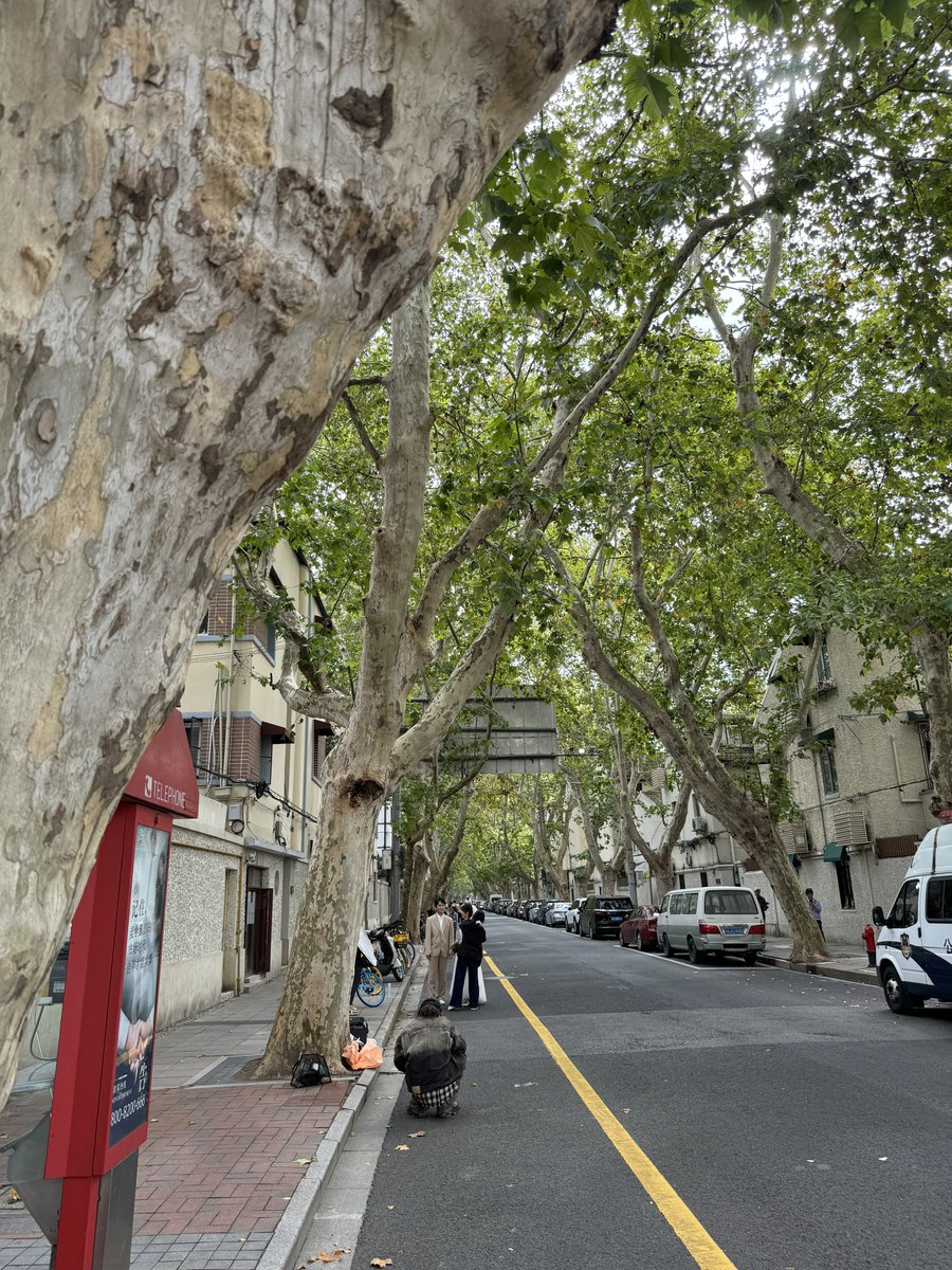 老记忆 新故事
秋季的上海梧桐区