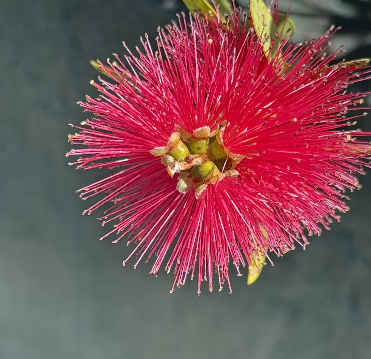 r_jon4's tweet image. #flowers #nature #puzzle 🌏🧩❤️🌻