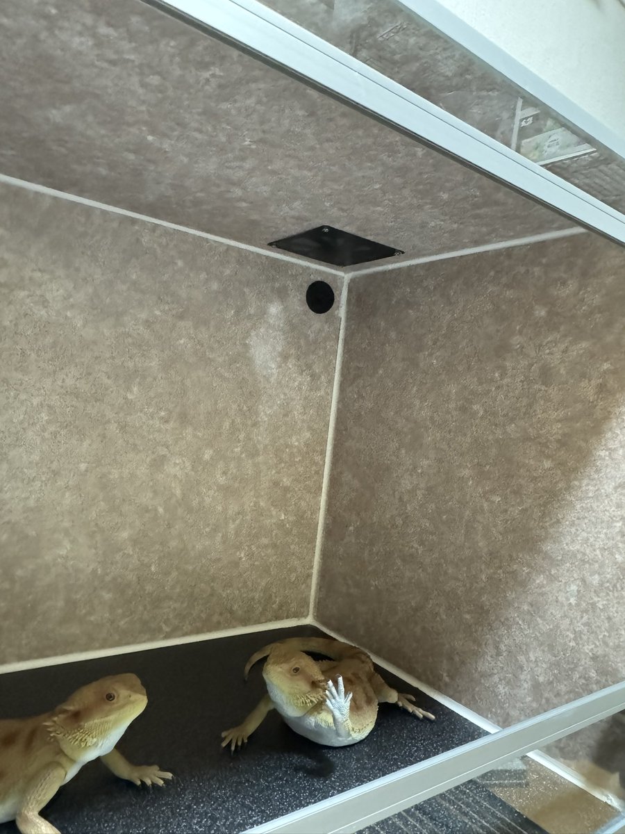 iPad64G's tweet image. お待たせ致しました
ケージプレゼント企画第2弾開始です
応募方法フォロー&amp;amp;このポストをリポスト
締切フォロワー2000人行った次の日23時59分まで
プレゼントケージは画像のヤツになります
幅60cm高さ50cm奥行45cm
空調ファン付きです
フトアゴフィギュアは付きません
それではよろしくお願いします