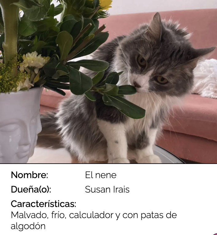 #DiaInternacionalDelGato 

Felicidades a El Nene, 🐱 malvado con patas de algodón 🐾🐾🐾 😂😂😂