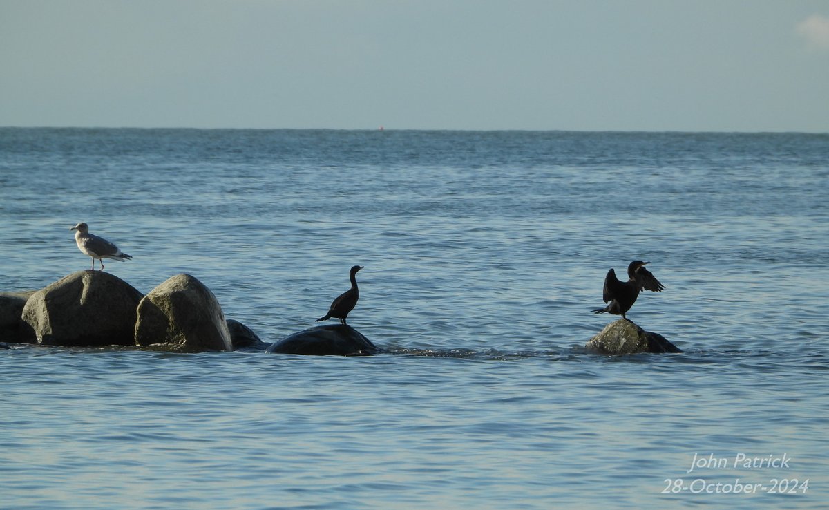 A Gull and two Double-crested Cormorants on the rocks at Spanish Banks Beach, Vancouver.

#birds @WildAboutVan #gull #doublecrestedcormorant #birdwatching #birdsofvancouver #BirdsOfTwitter #birdphotography #spanishbanksbeach #vancouver