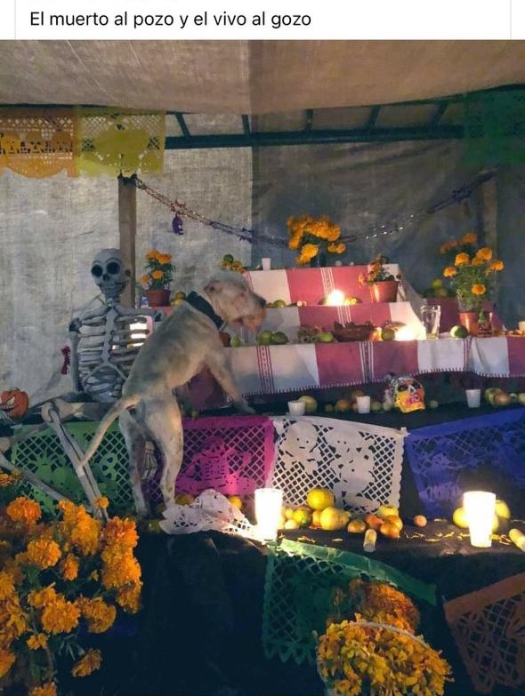 zhaniamoreno's tweet photo. Mis perras se comieron la ofrenda que les puse a mis 4 chihuahuas 🤧 
Literal aplicaron la de ⤵️ https://t.co/2K8bQ1jTSY