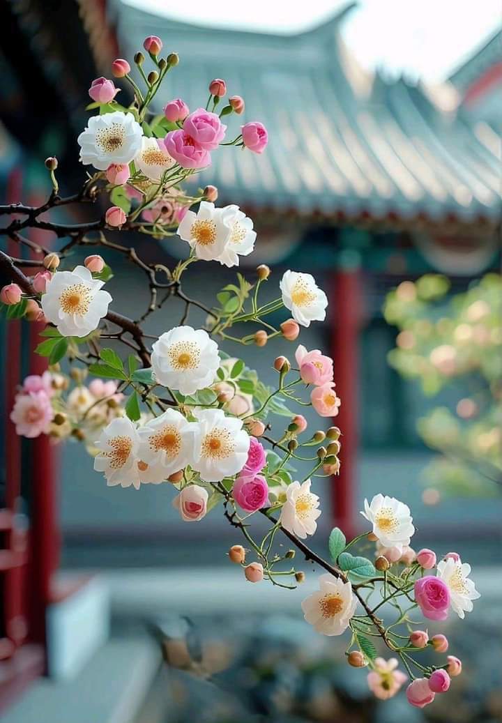 MonicaDrie's tweet photo. 🌼🌿🌸 https://t.co/UCbnSjQD0T