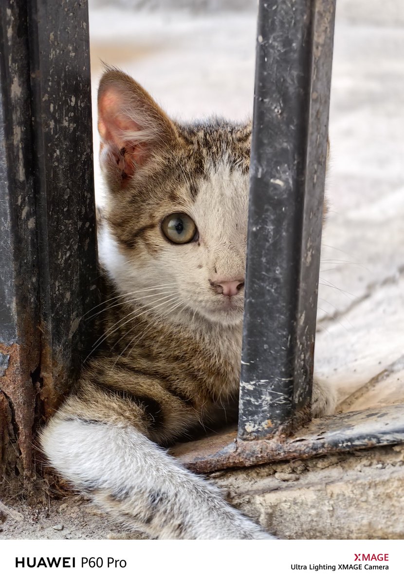 I3d3m's tweet image. #P60pro 👑
I hope you are well and peace
Greetings to all 🌹💌👍