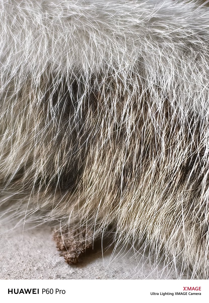 I3d3m's tweet image. #P60pro 👑
I hope you are well and peace
Greetings to all 🌹💌👍