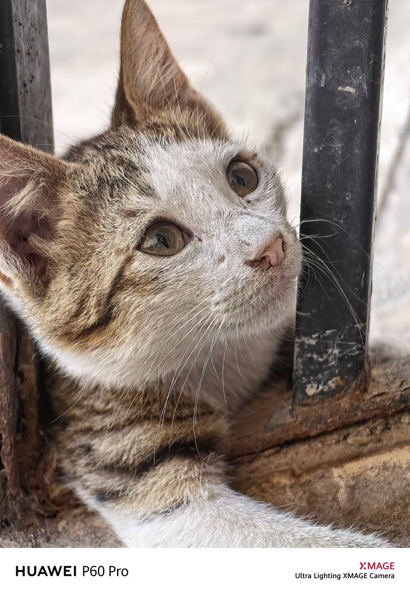 I3d3m's tweet image. #P60pro 👑
I hope you are well and peace
Greetings to all 🌹💌👍