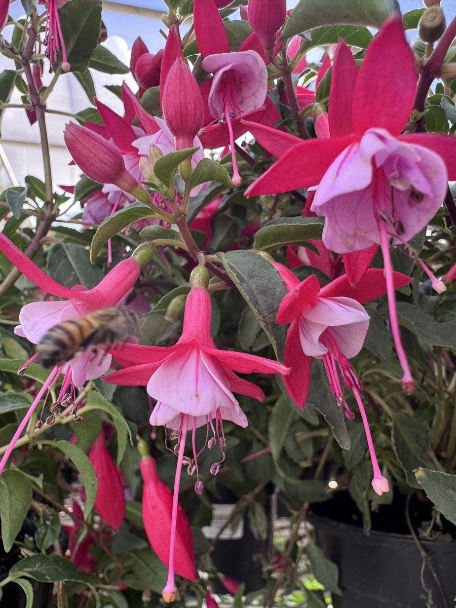 EckardsGarden's tweet photo. Fuchsias in our forecourt. Grow the best in containers or hanging baskets where they can cascade and show off their ballerina flowers. Morning sun afternoon shade with regular feeding Multifeed Flowergro and you’re set 🌸 #eckardsgarden https://t.co/YpY5dejlNC