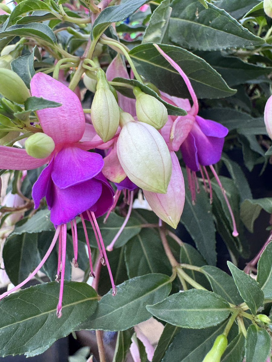 EckardsGarden's tweet photo. Fuchsias in our forecourt. Grow the best in containers or hanging baskets where they can cascade and show off their ballerina flowers. Morning sun afternoon shade with regular feeding Multifeed Flowergro and you’re set 🌸 #eckardsgarden https://t.co/YpY5dejlNC