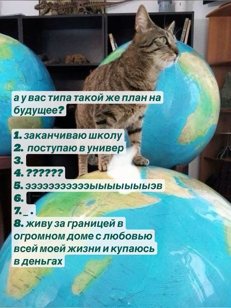 cats, i love cats (@catsilcats) on Twitter photo 