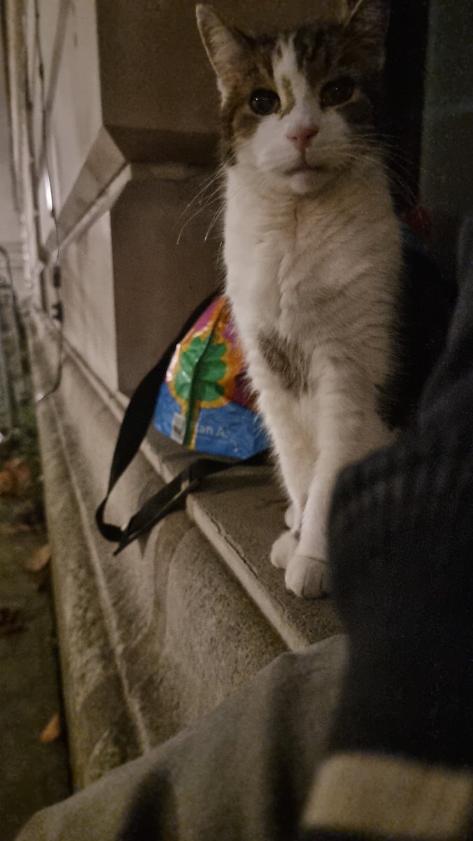 In Downing St at an ungodly hour but at least The boss is up to keep me company.
