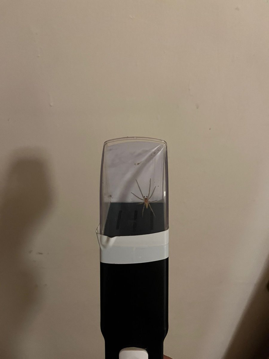 vflorsm's tweet photo. Hola @Arachno_Cosas la encontré en la cortina de mi cuarto. Me puedes ayudar a saber si es de IM? https://t.co/sdKoUHCteN