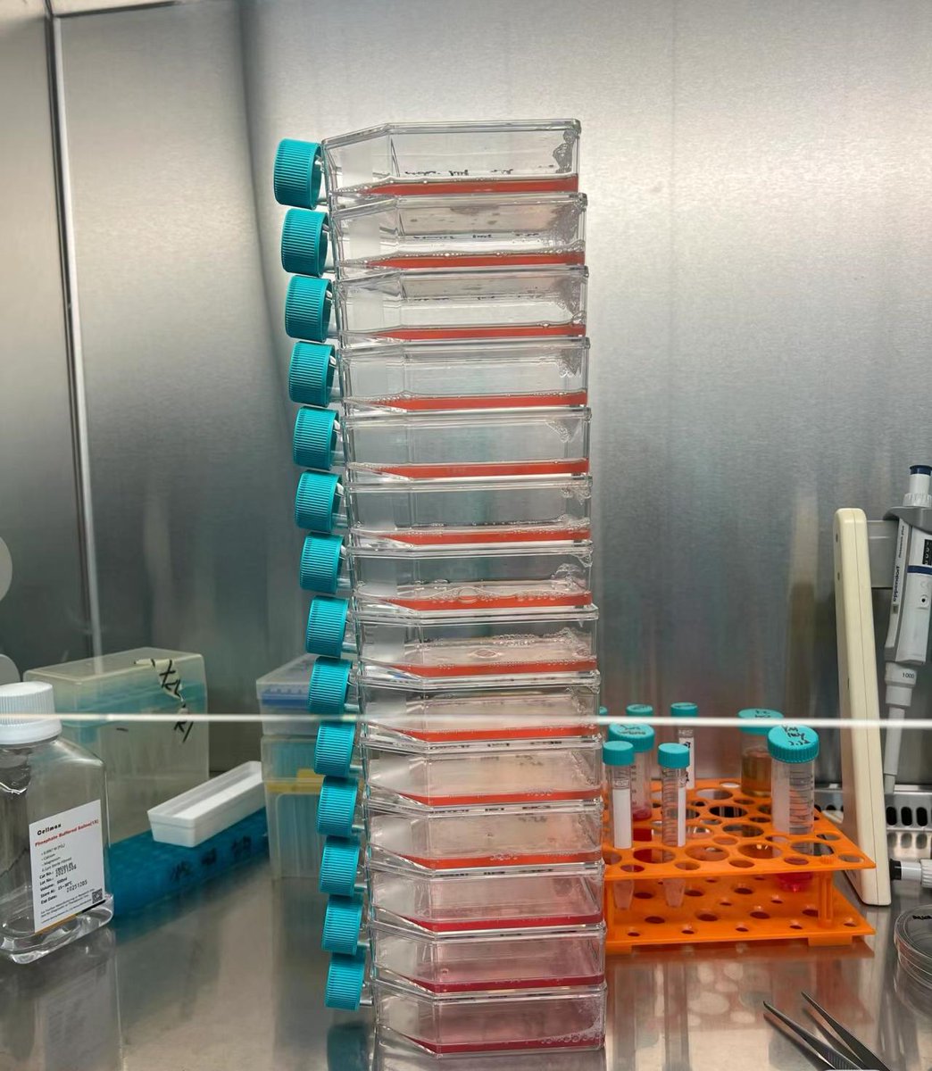 NESTBiotechnol1's tweet image. See what researchers love about Nest! 🧪 Our Cell Culture Plates, Dishes, Inserts, Flasks, and BioFactory are affordable, safe, and lab-ready. Perfect for bio-labs worldwide! 
#CellCulture #LabConsumables #NestBioTech #AffordableLabTools