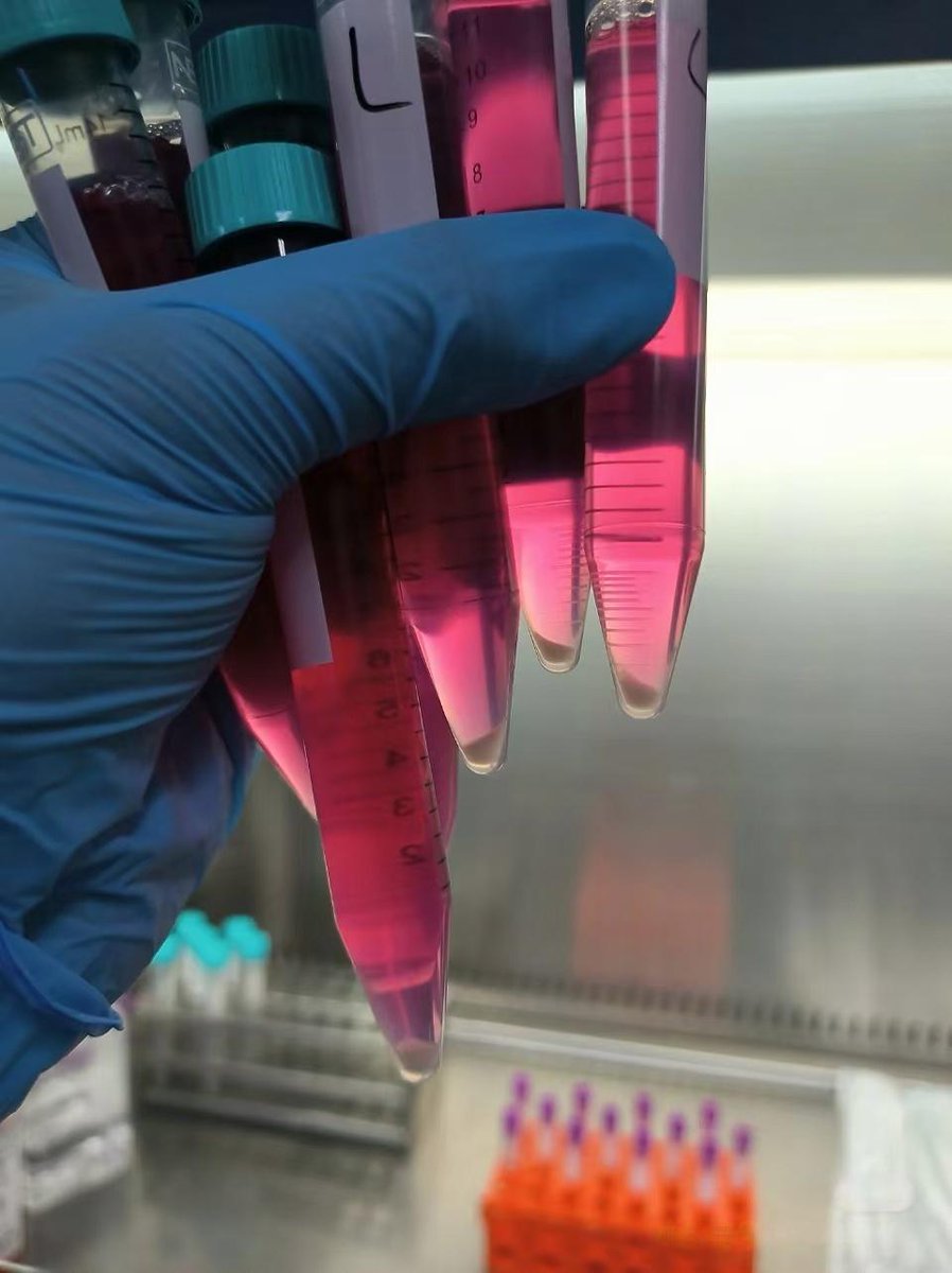 NESTBiotechnol1's tweet image. See what researchers love about Nest! 🧪 Our Cell Culture Plates, Dishes, Inserts, Flasks, and BioFactory are affordable, safe, and lab-ready. Perfect for bio-labs worldwide! 
#CellCulture #LabConsumables #NestBioTech #AffordableLabTools