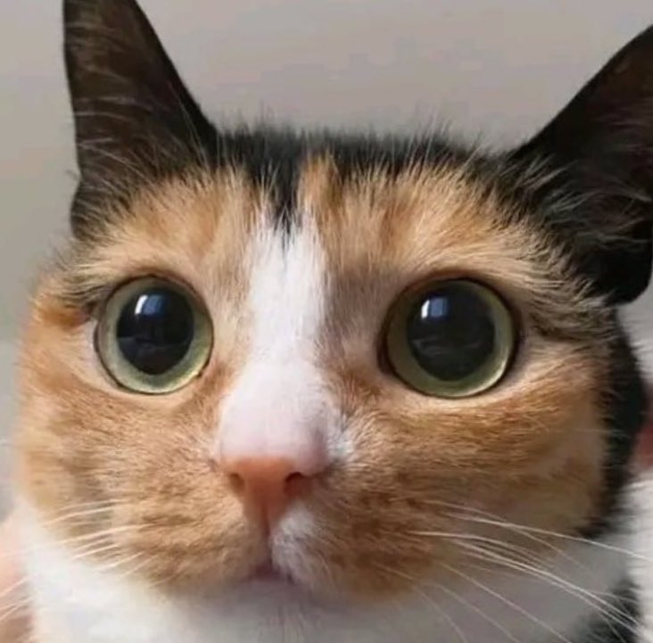 lee know as cats 🐱 (@linoascats) on Twitter photo 