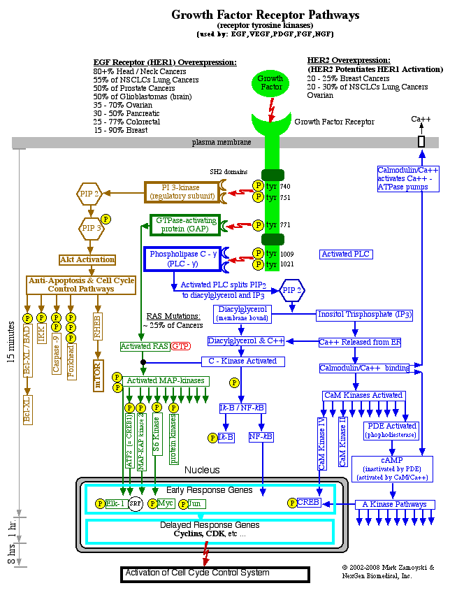 MarkZamoyski's tweet photo. While the cancer train wreck is upon us, this is likely how it got here.

It was a mistake to have the mRNA code for the fully active spike protein.

It is not unusual for viruses to inhibit DNA checkpoints, resulting in boosting cancer rates (e.g. HPV).

Dr. Ryan Cole disclosed that the spike protein binds to BRCA and P53, facilitating development of cancers. P53 inhibits a cell from dividing if it detects the underlying DNA damage (mutation) driving the cancer.

Inhibiting P53 takes the brakes off development of new cancers, as well as allowing cancers that have been held in check to go full throttle.

P53 is used in the pathway that underlies Colon, Lung, Brain, Breast, Prostate, Pancreatic, Ovarian, and Head/Neck cancers (flowchart below). P53's prevents formation of Cyclin/CDK complexes that hyper phosphorylate the Rb block, and allow entry into a cell division cycle (lower half of page 2).

From a brief comment, I understand Dr. Makis is interfering with mitochondrial function using ivermectin and other drugs, which effectively would be "Cell Cycle Active Cytostatics", or effectively a new and different set of "brakes" (if my understanding of what he is doing is correct).

Kudos to Dr. Makis for his pioneering efforts to try to actually do something proactive about this, starting 2 years back, before anyone even realized it was coming.
