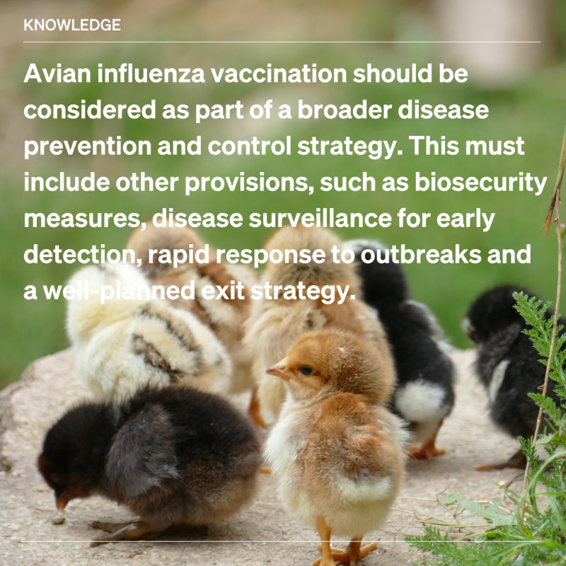 WOAH's tweet photo. Last week, with @iabs_global, we held a key meeting on vaccination and surveillance for High Pathogenicity Avian Influenza (HPAI) in #poultry. To curb HPAI, protect poultry industries, and reduce pandemic risks, we must leverage all tools—vaccination included. 
#AvianInfluenza