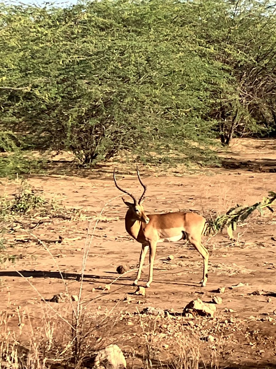 🇰🇪A 0530 start for an early morning game drive was a great way to start our last day in Kenya. We were rewarded with a spectacle of sunrise, animals and bird life.