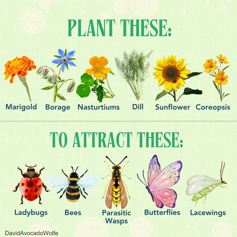 OrganicLiveFood's tweet photo. Plant these for the bees  🐝 🌺 🍯 

If the #bees disappeared off the surface of the globe, then man would have only four years of life left. No more bees, no more #pollination, no more plants, no more animals, no more man 🐝

https://t.co/ytpgQhGTYD