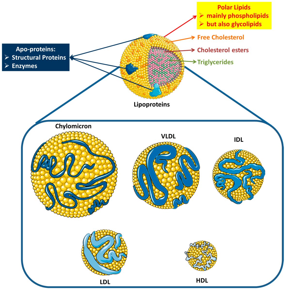 Nutraceuticals MDPI (@nutraceut_mdpi) on Twitter photo #mdpinutraceuticals Read the latest review paper in Special Issue "Nutraceuticals for #Cardiometabolic Diseases: Prophylactic and Therapeutic Research":
🔗mdpi.com/1661-3821/4/4/…
<a href="/MediPharma_MDPI/">MDPI Medicine & Pharmacology</a> <a href="/el_ronan/">Ronan Lordan</a> #mdpinutraceuticals Read the latest review paper in Special Issue "Nutraceuticals for #Cardiometabolic Diseases: Prophylactic and Therapeutic Research":
🔗mdpi.com/1661-3821/4/4/…
<a href="/MediPharma_MDPI/">MDPI Medicine & Pharmacology</a> <a href="/el_ronan/">Ronan Lordan</a>