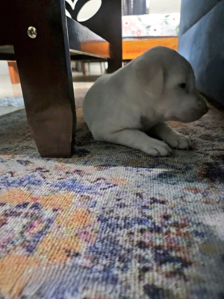 who_JSS's tweet photo. #Adoptionrequest 

Mocchi 🥰🐶
1 month old Male Indie puppy available for adoption💕

He is a cute chubby boy, very active and friendly, we have fostered him for a month now, our 5th foster pup. If interested plz revert 

#petadoption
#puppies 
#dogsontwitter 
#AdoptDontShop https://t.co/hM6Y9mnKvb