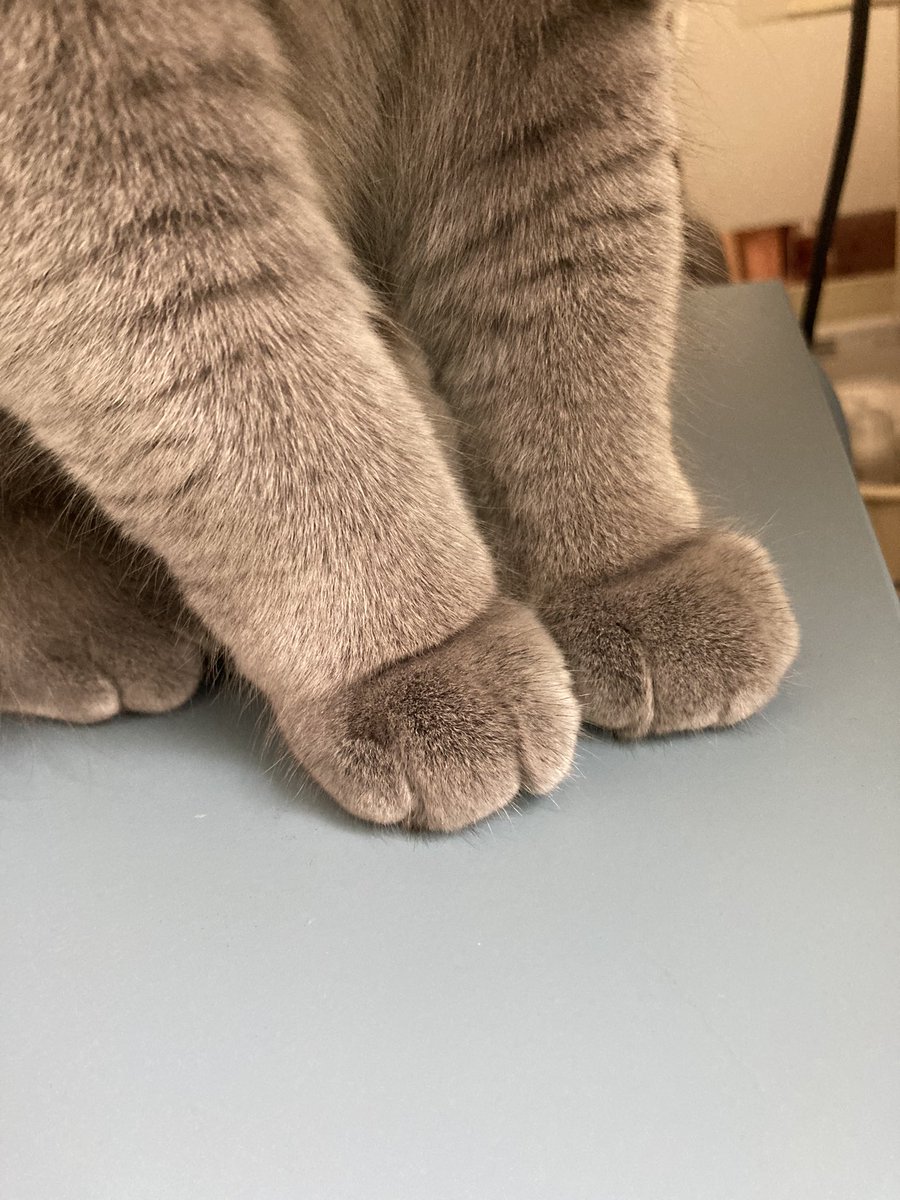 このおててが可愛くて可愛くて🥰
#ブリティッシュショートヘア