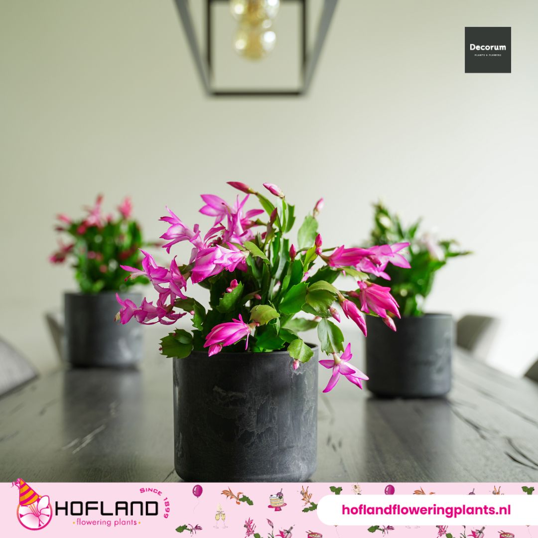 Tijdens #donkere dagen is de #Lidcactus de ideale #plant om je huis op te fleuren. Met haar verschillende, weelderige #bloemen geeft ze #kleur aan je #woonkamer.  Meer dan af en toe een scheutje water is niet nodig; een echte "easy care" plant