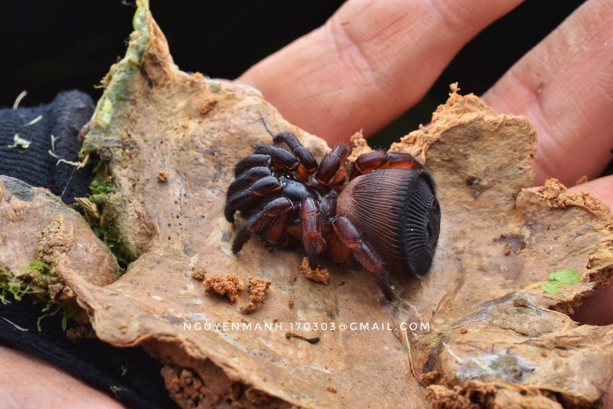 Cyclocosmia latusicosta from the North of Vietnam.
One of the most spiders with the strangest ass with a demon face or something. This is a real spider !!! https://t.co/atHqVUfFhw