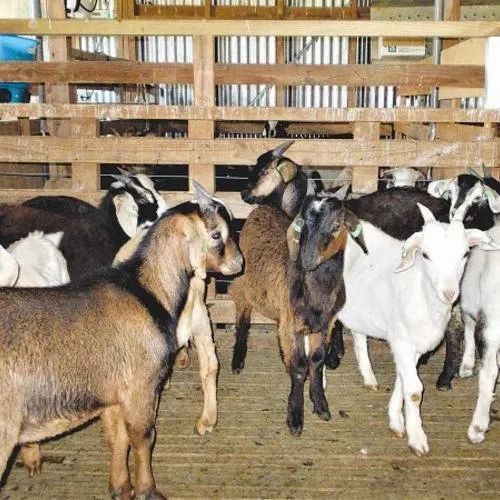 coolfunnytshirt's tweet photo. @PetaIndia "eid mein hamare liye bhi kuch bol diya karo animal choduvist log!!!" https://t.co/nGF1RMzYDw