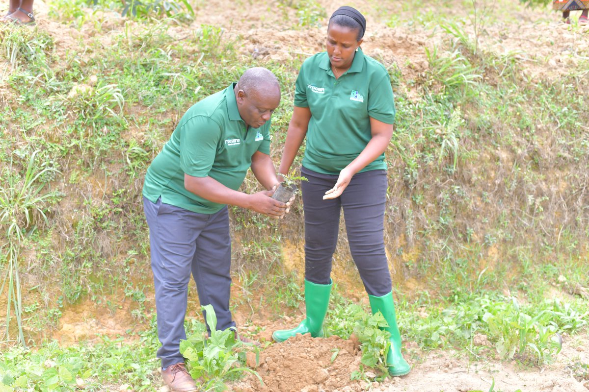 Duhamic1's tweet photo. @Duhamic1 through the @trocaire #INRM funded Project, joined @rulindodistrict residents and other Trocaire partners for a tree planting 🌱event held in the Rukozo Sector at the Gatwa Site, on Tuesday 29 October 2024.
Young students from various schools in the community came together to engage in this meaningful activity
The District Vice Mayor in charge of Economic Development @RugerinyangeT urged everyone to protect and care for the newly planted trees for a sustainable future.
"Plant a tree, Nurture it, and Save the Planet." 🌍💚
@MarleenMasclee
@BenjMuhigirwa