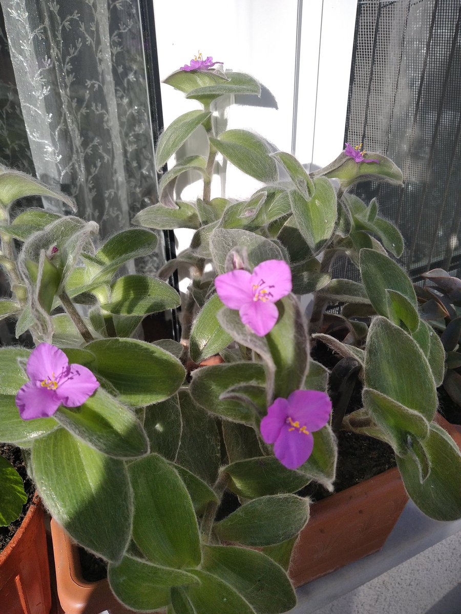 Sabah sabah beni mutlu eden
Çiçeğim 🙂