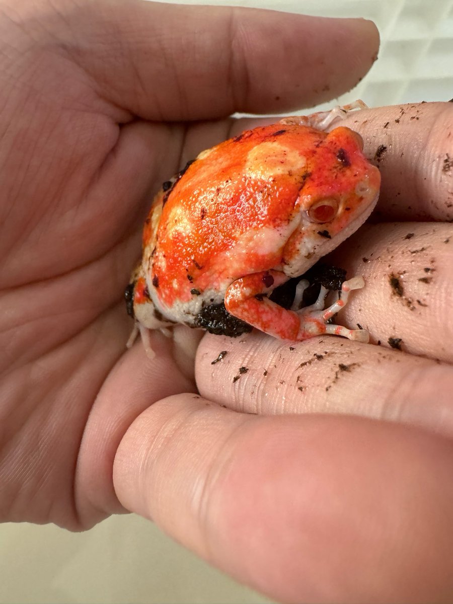 Kaloula pulchra+ Dyscophus antongilii

アジアジムグリガエル+アカトマトガエル
🐸🤗
# アジアジムグリガエル
# アカトマトガエル