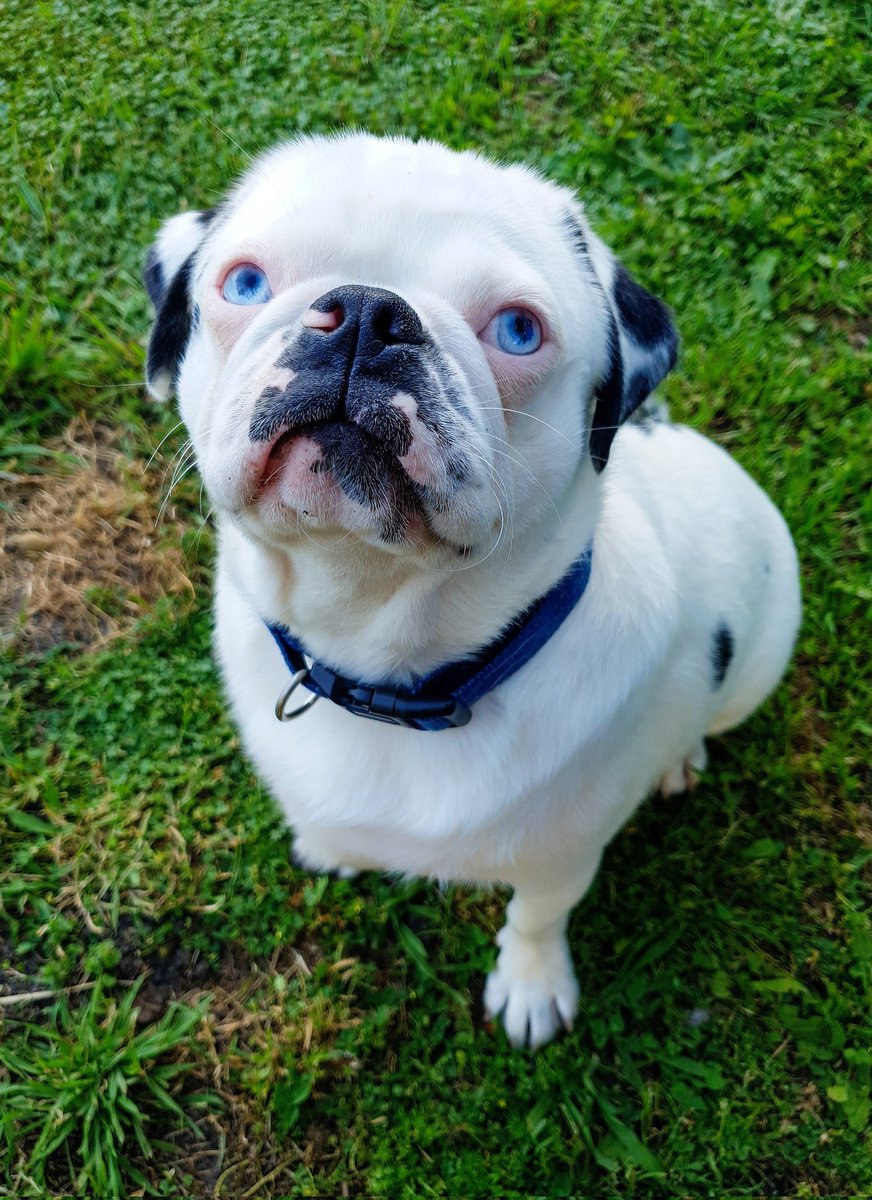 PugOwned Plays tweet media