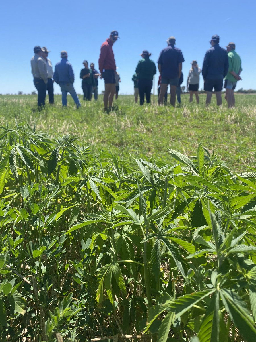 lmkmills1's tweet photo. #nutrien hemp field day looking at all the positives of fibre production. Establishment the key. Low water use and high productivity. +++ https://t.co/jyCx7Gzv9f