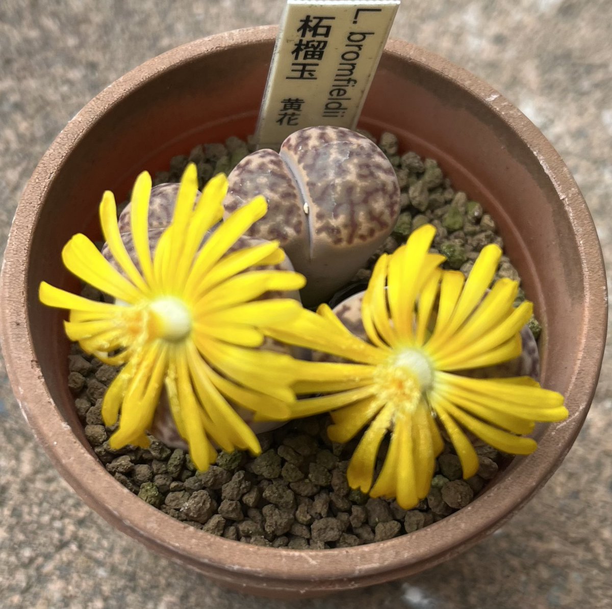 kabutoganijon1's tweet photo. リトの花が咲いたので、交配するかな🤔
#多肉植物 #リトープス #Succulent #Lithops #bromfieldii #C279 #柘榴玉 https://t.co/qM9JLNiouA