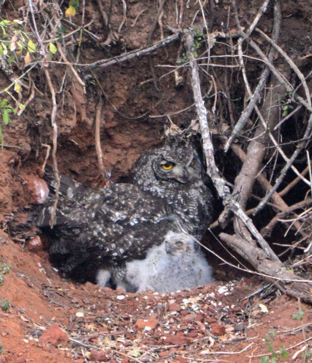 A Spotted eagle owl with one of the three owlets on Ngulube loop.  🦉📷Christo Boshoff  #AddoElephantNationalPark #LiveYourWild #WildBackyard <a href="/SANParks/">SANParks</a>
